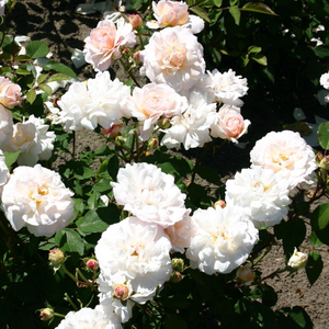 White cream colour flower inside - bed and borders rose - floribunda